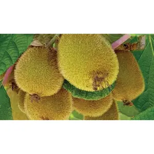 (05) ACTINIDIA CHINENSIS JENNY - afbeelding 2