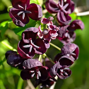 (05) AKEBIA QUINATA   P15 - afbeelding 2