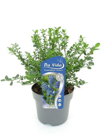 (05) CEANOTHUS IMPRESSUS VICTORIA 25 C3 - afbeelding 1