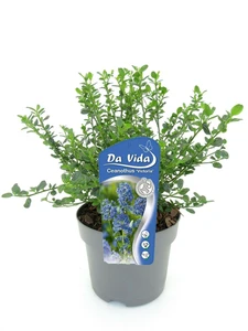 (05) CEANOTHUS IMPRESSUS VICTORIA 25 C3 - afbeelding 2