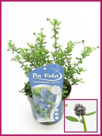 (05) CEANOTHUS IMPRESSUS VICTORIA 25 C3 - afbeelding 2