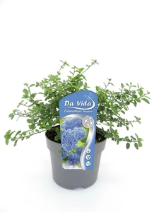 (05) CEANOTHUS THYRSIFLORUS REPENS 25-30 C3