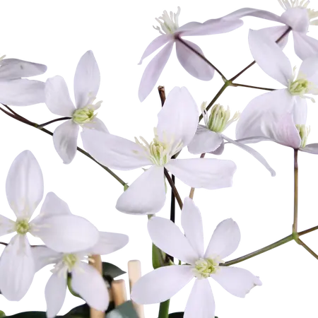 (05) CLEMATIS ARMANDII APPLE BLOSSOM BLADHOUDEND  P15 - afbeelding 2