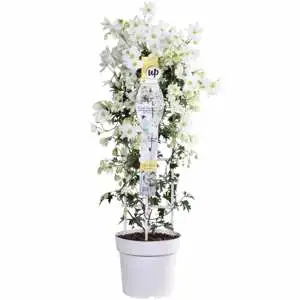 (05) CLEMATIS AVALANCHE OUR CHOICE WIT KOLOMREK  P23 - afbeelding 2