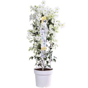 (05) CLEMATIS AVALANCHE OUR CHOICE WIT KOLOMREK  P23 - afbeelding 2