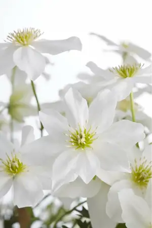 (05) CLEMATIS AVALANCHE OUR CHOICE WIT KOLOMREK  P23 - afbeelding 3