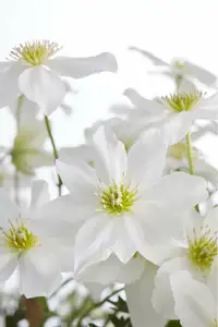 (05) CLEMATIS AVALANCHE OUR CHOICE WIT KOLOMREK  P23 - afbeelding 3