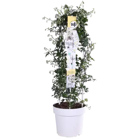 (05) CLEMATIS AVALANCHE OUR CHOICE WIT KOLOMREK  P23 - afbeelding 1