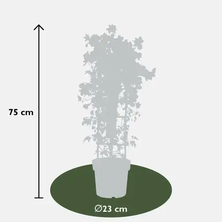 (05) CLEMATIS AVALANCHE OUR CHOICE WIT KOLOMREK  P23 - afbeelding 6