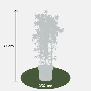 (05) CLEMATIS AVALANCHE OUR CHOICE WIT KOLOMREK  P23 - afbeelding 6