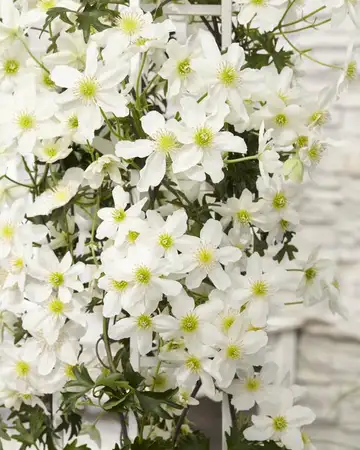 (05) CLEMATIS AVALANCHE OUR CHOICE WIT KOLOMREK  P23 - afbeelding 4