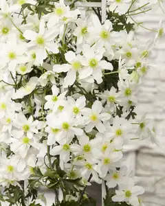 (05) CLEMATIS AVALANCHE OUR CHOICE WIT KOLOMREK  P23 - afbeelding 4