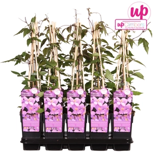 (05) CLEMATIS MONTANA VAR. RUBENS   P15 - afbeelding 4
