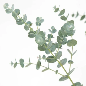 (05) EUCALYPTUS GUNNI "AZURA" - afbeelding 2