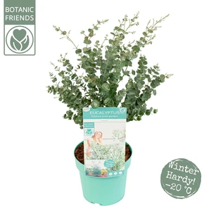 (05) EUCALYPTUS GUNNI "AZURA" - afbeelding 3