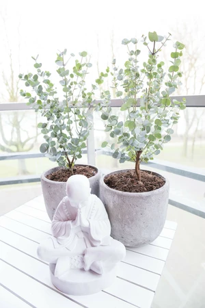 (05) EUCALYPTUS GUNNI "AZURA" - afbeelding 3