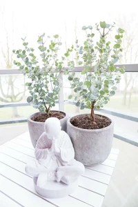 (05) EUCALYPTUS GUNNI "AZURA" - afbeelding 3