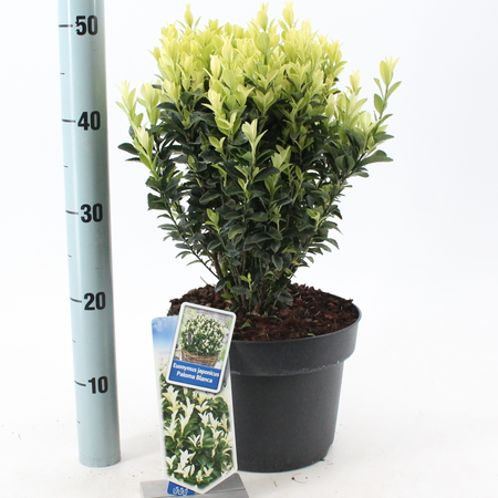 (05) EUONYMUS JAP. PALOMA BLANCA, 30-40 CM C5 - afbeelding 2