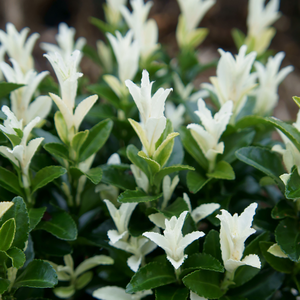 (05) EUONYMUS JAP. PALOMA BLANCA P13 - afbeelding 2