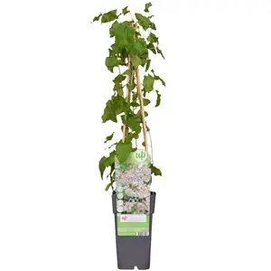 (05) FALLOPIA BALDSCHUANICA P15 - afbeelding 4