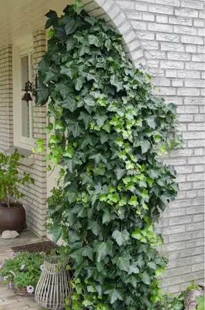 (05) HEDERA HELIX   P15 - afbeelding 2