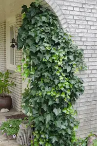 (05) HEDERA HELIX   P15 - afbeelding 2