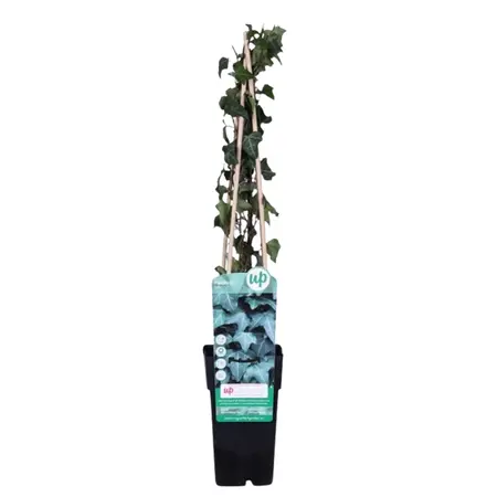 (05) HEDERA HELIX   P15 - afbeelding 1