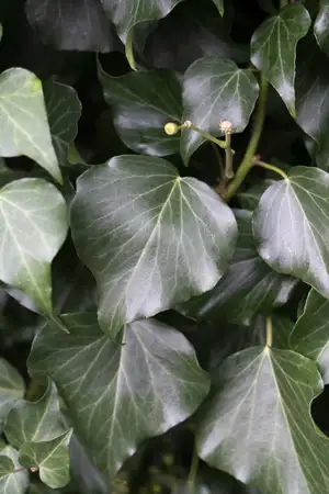 (05) HEDERA HIBERNICA   P15 - afbeelding 2