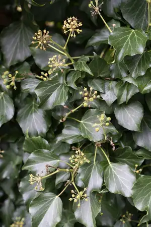 (05) HEDERA HIBERNICA   P15 - afbeelding 3