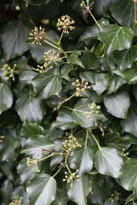 (05) HEDERA HIBERNICA   P15 - afbeelding 3