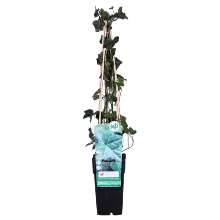 (05) HEDERA HIBERNICA   P15 - afbeelding 1