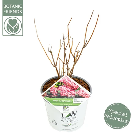(05)  HYDRANGEA ARBO. 'RUBY ANNABELLE'® (PBR) C3-STRUIK - afbeelding 1