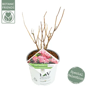 (05) HYDRANGEA ARBO. 'RUBY ANNABELLE'® (PBR) C3-STRUIK - afbeelding 3