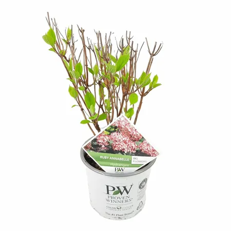 (05)  HYDRANGEA ARBO. 'RUBY ANNABELLE'® (PBR) C3-STRUIK - afbeelding 2