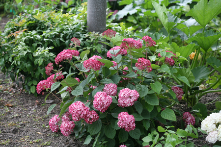 (05)  HYDRANGEA ARBO. 'RUBY ANNABELLE'® (PBR) C3-STRUIK - afbeelding 3