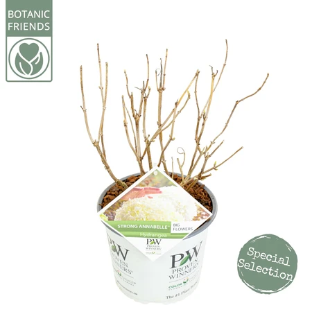 (05)  HYDRANGEA ARBO. 'STRONG ANNABELLE'® (PBR) C3-STRUIK - afbeelding 2