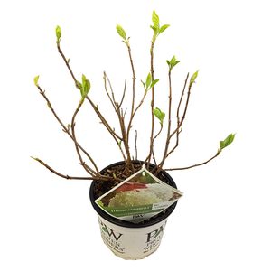 (05)  HYDRANGEA ARBO. 'STRONG ANNABELLE'® (PBR) C3-STRUIK - afbeelding 3