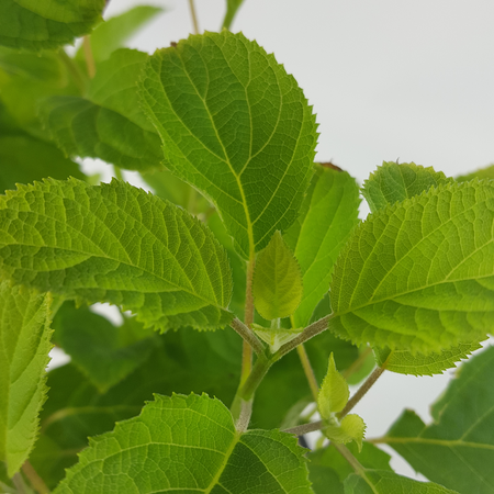 (05)  HYDRANGEA ARBO. 'STRONG ANNABELLE'® (PBR) C3-STRUIK - afbeelding 5