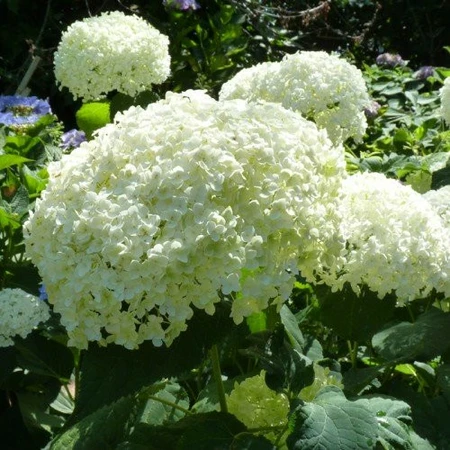 (05)  HYDRANGEA ARBO. 'STRONG ANNABELLE'® (PBR) C3-STRUIK - afbeelding 6