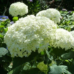 (05)  HYDRANGEA ARBO. 'STRONG ANNABELLE'® (PBR) C3-STRUIK - afbeelding 6
