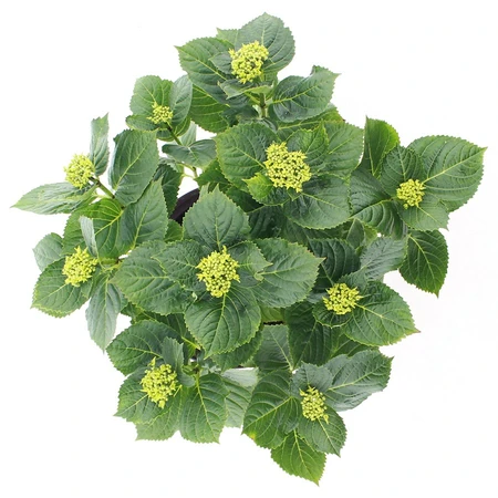 (05)  HYDRANGEA MACR. FOREVER & EVER® ROZE P23 / C5 - afbeelding 2