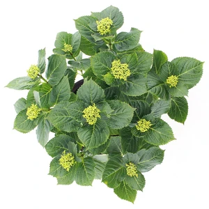 (05)  HYDRANGEA MACR. FOREVER & EVER® ROZE P23 / C5 - afbeelding 2