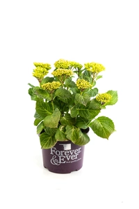 (05) HYDRANGEA MACR. FOREVER & EVER® WIT P23 / C5 - afbeelding 2