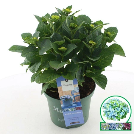(05)  HYDRANGEA MACR. MAGICAL® IN SOORTEN P23 / C5