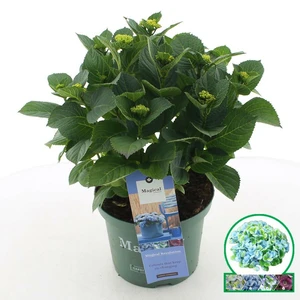 (05) HYDRANGEA MACR. MAGICAL® IN SOORTEN P23 / C5