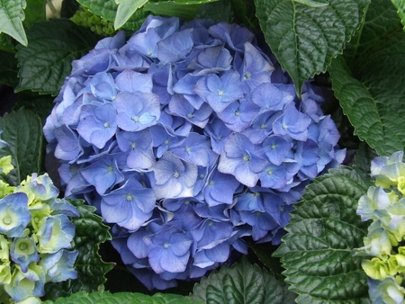 Tuinhortensia blauw - Hydrangea macrophylla - Potmaat 23 cm - afbeelding 3