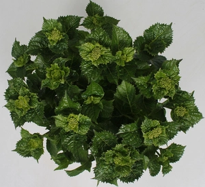 Tuinhortensia blauw - Hydrangea macrophylla - Potmaat 23 cm - afbeelding 3
