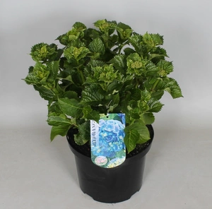 Tuinhortensia blauw - Hydrangea macrophylla - Potmaat 23 cm - afbeelding 2