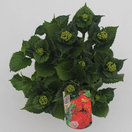 Tuinhortensia rood - Hydrangea macrophylla - Potmaat 23 cm - afbeelding 2