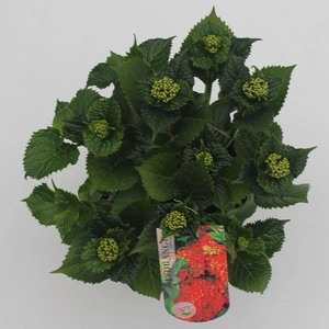 Tuinhortensia rood - Hydrangea macrophylla - Potmaat 23 cm - afbeelding 2